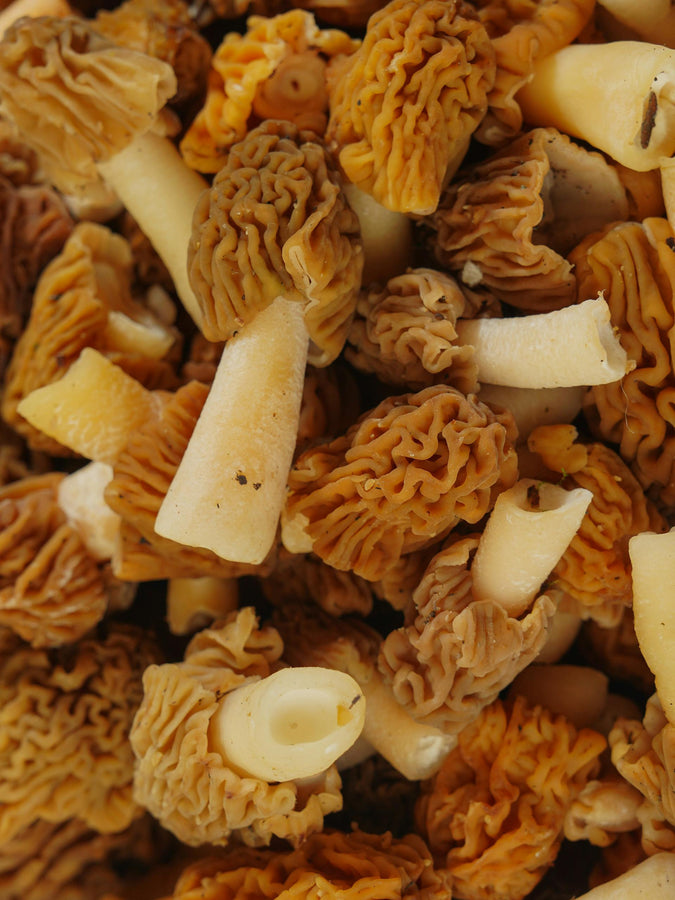 Morels