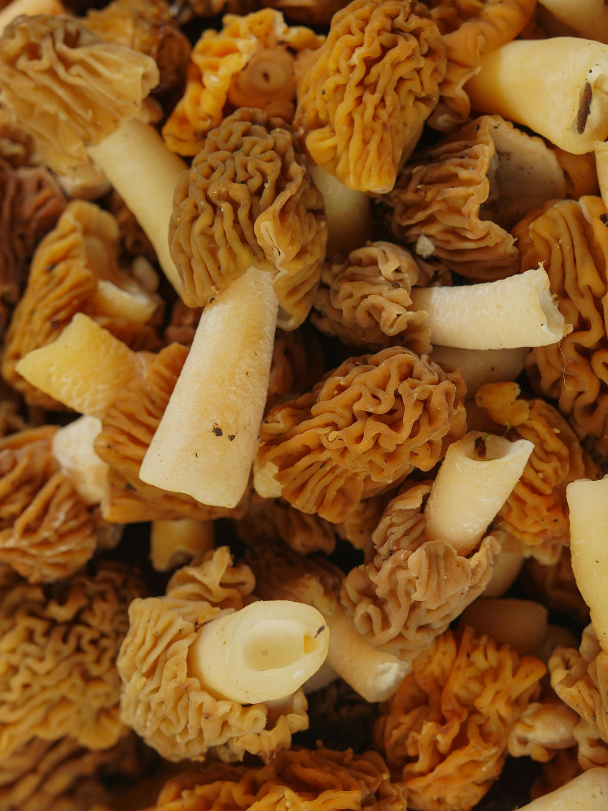 Morels