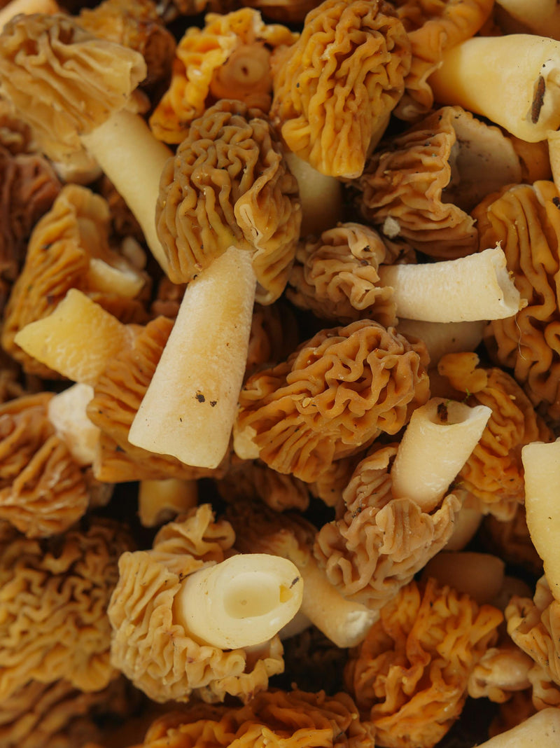 Morels